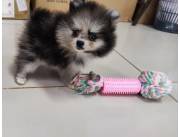 POMERANIA MINIATURA MACHO MERLE