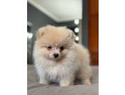 Pomerania hembra