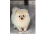 Pomerania macho🤩