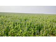 Campo Agrícola/Ganadero en San Ignacio - 218 Ha.