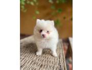 Pomerania hembra