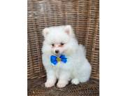 Pomerania macho🤩