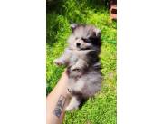Pomerania