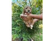 Caniche toy macho apricopt