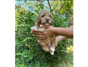 Hermoso caniche mini toy macho patitas corta