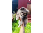 POMERANIA