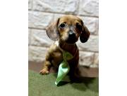 Vendo hermosos cachorros teckel enano