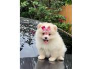 Pomerania