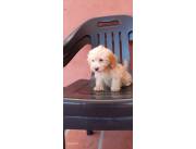 Vendo hermosos cachorros maltes habanero.