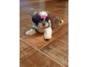 SHIHTZU - SHITZU - SHIT ZU DISPONIBLES
