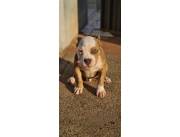American bully macho