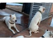 DOGO ARGENTINO CACHORROS