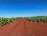 Campo Agrícola Mecanizado en Itakyry sobre Ruta - 209 Ha.