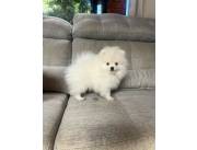 Pomerania🤩🤩