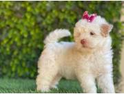 Caniche toy hembra🤩