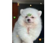 Pomerania macho🤩