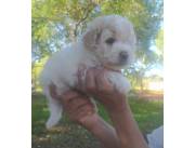Hermoso caniche mini toy macho