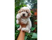 Caniche toy macho y hembra