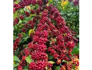 Export and Import Coffee Beans to Europe | Coffee Bean Imports and Export in United States