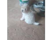 Caniche toy mini macho