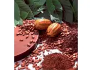 Find Cocoa Bean Exporters Near Me Cocoa Exporter Worldwide - Cocoa Distribut