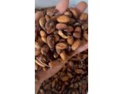 Ugandan Cocoa Beans Suppliers and Manufacturers | Cocoa Beans For Sale