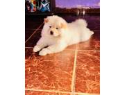 Chow chow