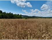 Campo Agrícola/Ganadero en San Pedro del Paraná - 29 Ha.