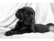 Labradores negros .... faciles de criar en familia