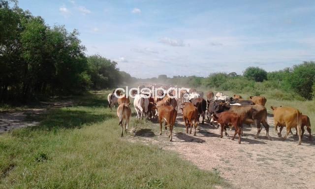 Terrenos - FUERTE OLIMPO, PROX. BIOCEANICA: 5.310 HAS FORMADAS, PISTA AVIACIÓN, LAGUNAS PROFUNDAS.