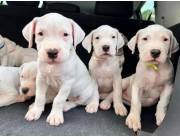 DOGO ARGENTINO PUROS