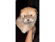 CHOW CHOW