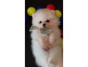 Pomerania