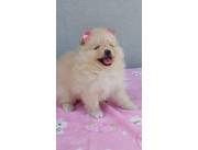 LULU POMERANIA MINIATURA