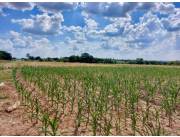 Campo Agrícola/Ganadero Mecanizado en San Pedro del Paraná - 36 Ha.