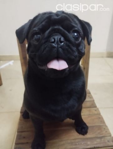 Perros - Gatos - Vendo Perro PUG