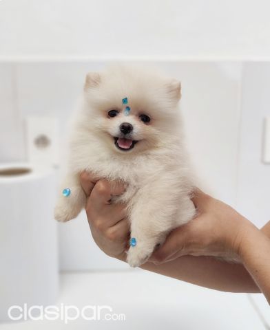 Perros - Gatos - Pomerania micro Macho