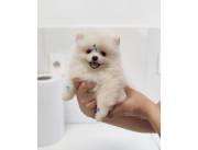 Pomerania micro Macho