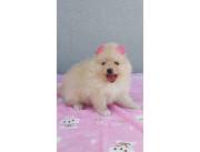 Pomerania mini Hembra🐾🤩