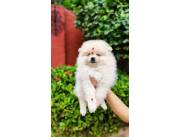 Pomerania hembra miniatura 🐾🤩