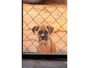 BOXER CACHORROS