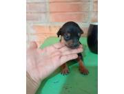 PINSCHER / PINCHER MINI