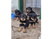 ROTTWEILER LINEA PREMIUN