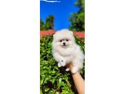 Pomerania macho
