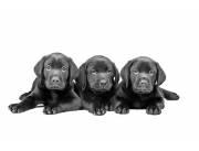 LABRADORES NEGROS GRANDES Y UNICOS EJEMPLARES