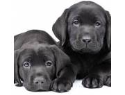 CACHORROS LABRADORES