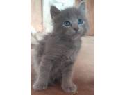 Nebelung