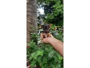 PINSCHER CERO