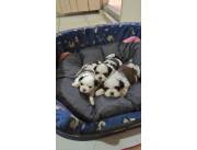 SHIHTZU