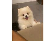POMERANIA MACHO